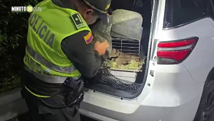 En Antioquia  Capturan a hombre con un puma en peligro de extinción