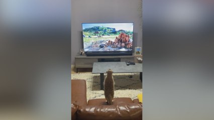 El viral del año: un suricato se emociona así viendo a Timón en la película de El Rey León
