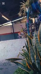 Gatito vs Gatito 2 (02/02/2025)