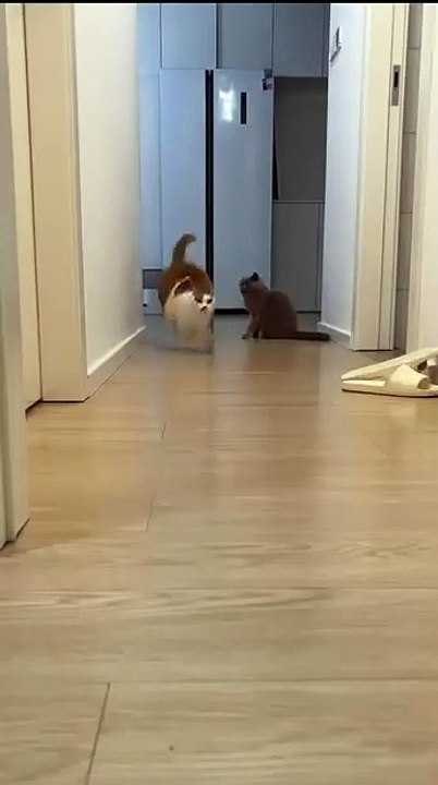 Welpe entdeckt Schmetterling! 20250205