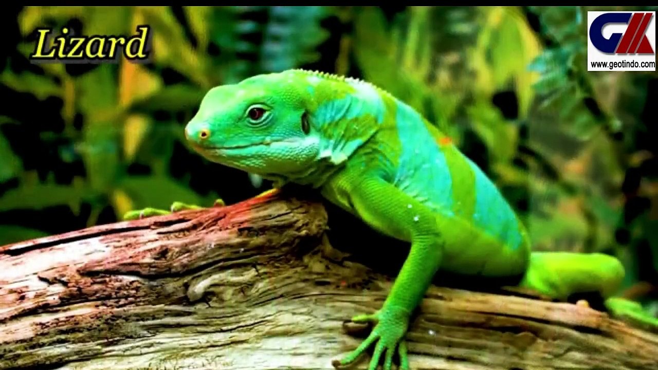 LAND ANIMALS