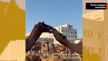 Schattige video legt het meest romantische kameelstel vast