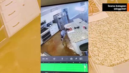 Hulvattomat videot paljastavat ruoanhimoiset koirat