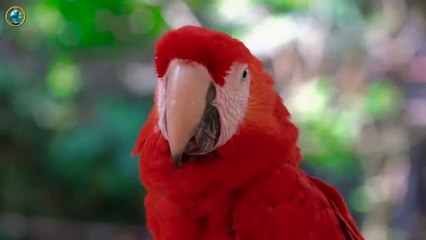 Stunning Macaws : The Ultimate Showdown of Nature’s Most Colorful Parrots!