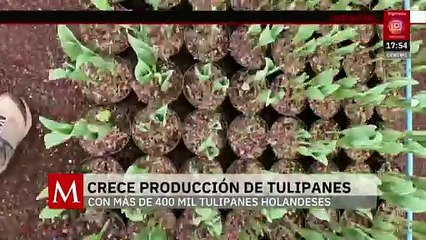 Lista producción de tulipanes en Xochimilco y Tláhuac para este 14 de febrero | Milenio Hábitat