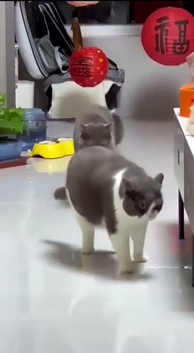 Hund spielt im Laub! 20250205