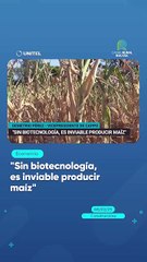 "Sin biotecnología, es inviable producir maíz"