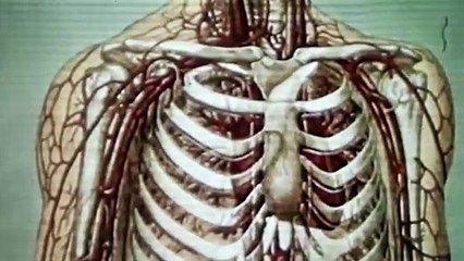 Why Are Teeth Not Considered Bones?