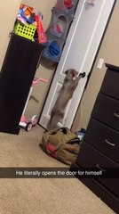 Smart Dog Jumps on Handle to Open Door by Himself