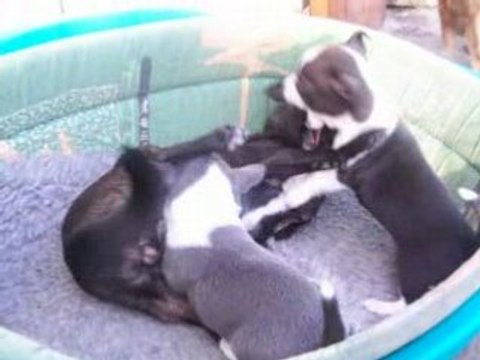 Portee hiver 2007 video