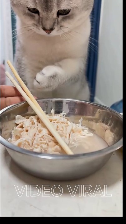 New!!! Suapin Kucing Dengan Sumpit