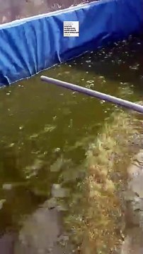 Kalau ikan lele menggantung setelah dikasih makan bahaya atau tidak❓