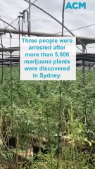 Three men attempt to flee after 5,000 marijuana plants discovered in Sydney