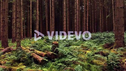 Drone flying forward through pine forest above the ferns