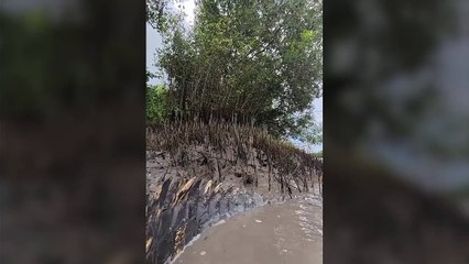 Un hombre graba un cocodrilo gigante y la respuesta de todo el mundo es la misma: "Godzilla"