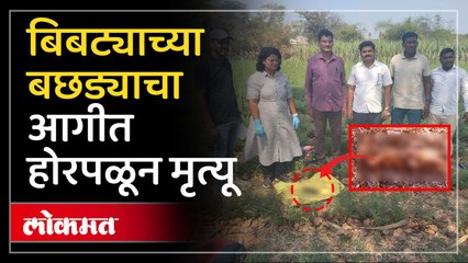 उसाचा फड पेटवला अन् बिबट्याच्या बछड्याचा आगीत होरपळून मृत्यू झाला