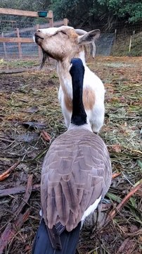 Goose Loves to Groom His Goat Friend