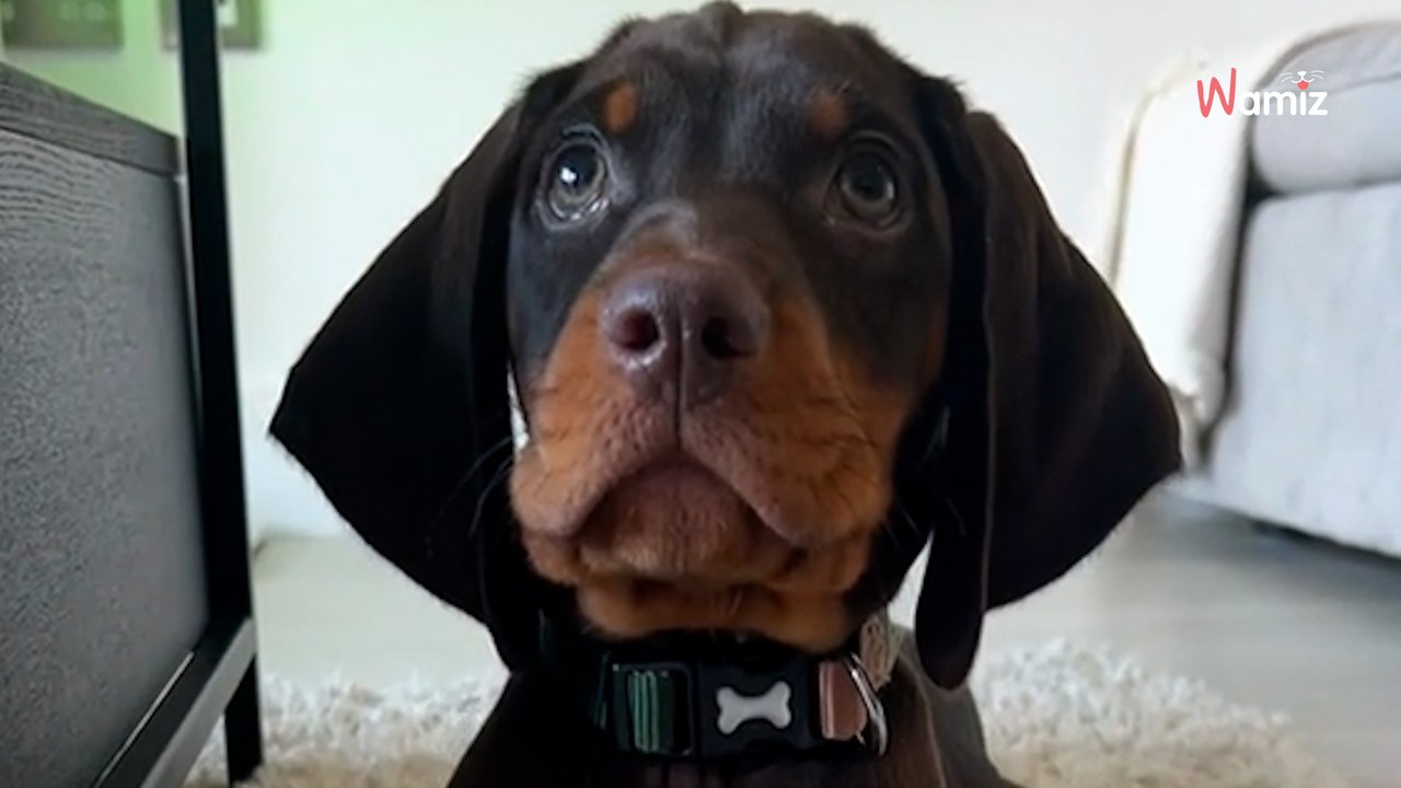 C’est un Dobermann ? Ce chien croisé interroge les internautes