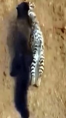 Cute animals #animals #shorts #cute animals