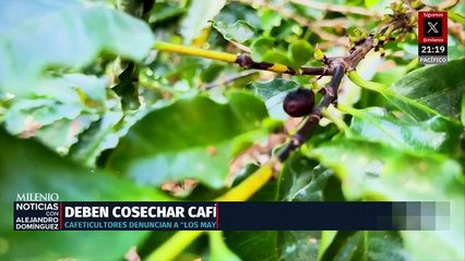 Los Mayitos obligan a trabajar en fincas de Chiapas bajo amenaza de muerte