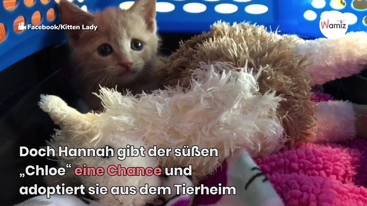Katze mit gebrochener Wirbelsäule erteilt allen eine Lektion (Video)