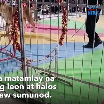Lalaki, sinunggaban ng leon sa circus! | GMA Integrated Newsfeed