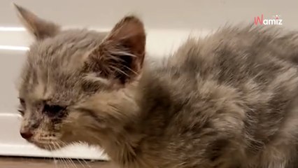 Elle accueille un chaton malade pendant 3 semaines : 6,2M de personnes ont du mal à croire ce qui se produit (vidéo)