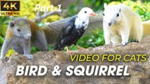 Bird Watching - Interactive Cat Videos For Cats To Watch - Birds For Cats To Watch