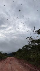 "Chuva de aranhas" invade estrada em MG e impressiona internautas