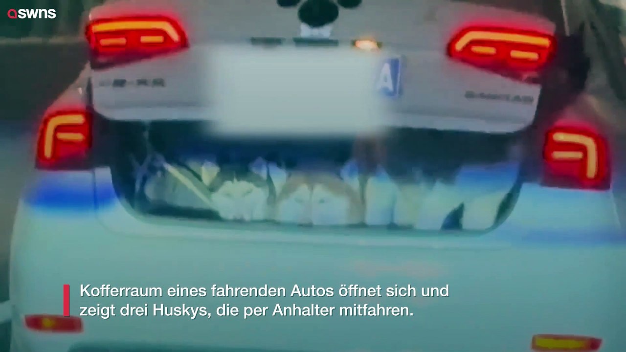 Kofferraum eines fahrenden Autos öffnet sich und zeigt drei Huskys, die per Anhalter mitfahren