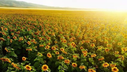 flors_changed