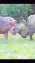 Hippo has a hot date tonight and wants aphrodisiac from the rhino's horn