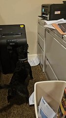 Puppy Absolutely Hates Printer Paper