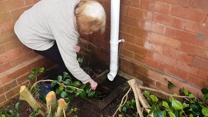 Sue Palk blames this blocked drain for dampness in her Wellington council flat.