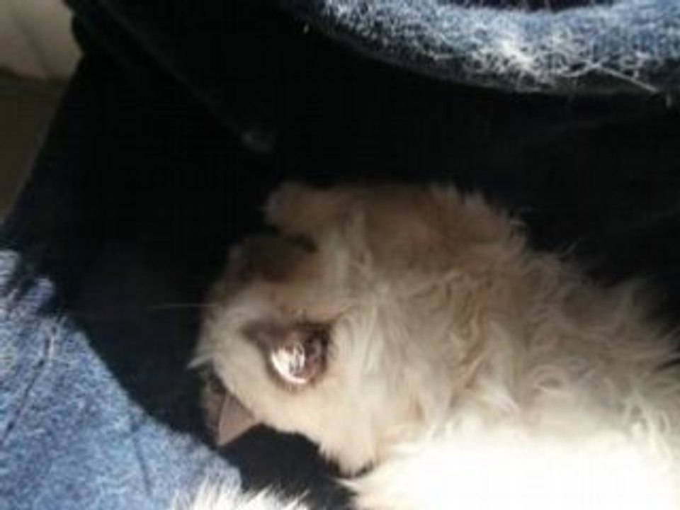 Princesse aux chaussons blancs