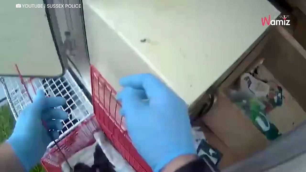 Gemidos en una caravana destartalada: las autoridades abren la puerta y descubren el horror (Vídeo)