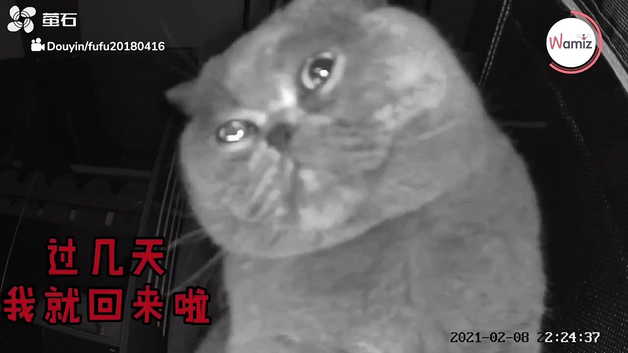 Frauchen will nur ihre Katze beobachten: Was die Kamera dann filmt, lässt niemanden kalt!