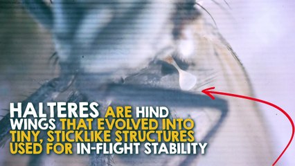 Why Are Flies So Hard To Swat?