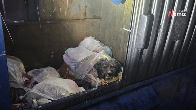 Il ouvre la benne à ordures pour jeter ses déchets : ce qui brille dans le noir lui fait la peur de sa vie