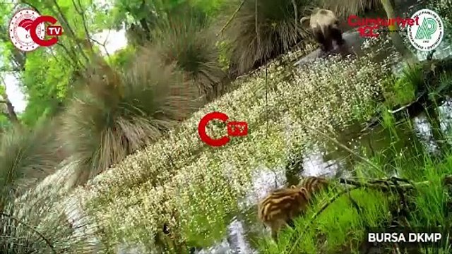 Yaban domuzu yavruları fotokapanla görüntülendi