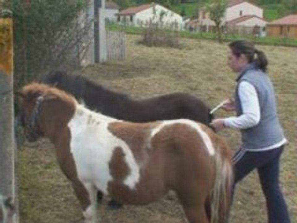 2 ème vermifuge poney