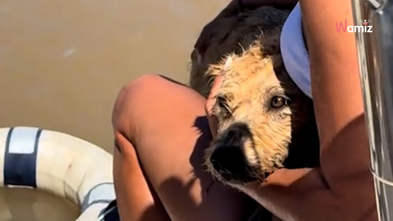 Des ronds dans l'eau attirent leur regard : ils stoppent leur bateau en urgence pour porter secours (vidéo)
