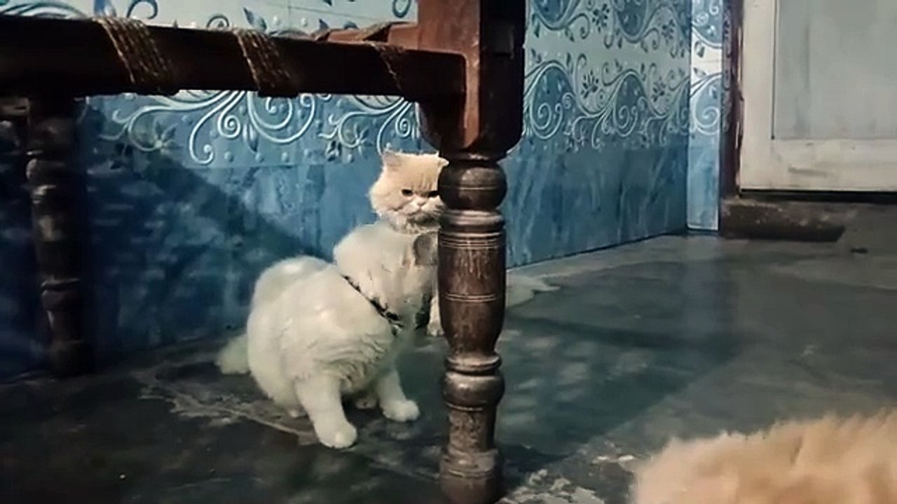 Dancing Cactus Toy | Funny Cats