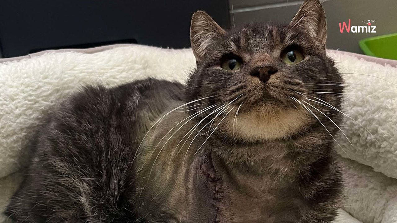 Lors d'une promenade, il croise un chat qui surgit des bois : il hallucine en voyant la situation de l'animal