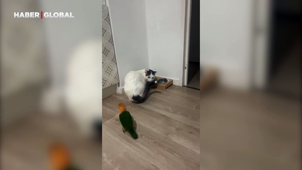Cesur papağan ile hırçın kedinin amansız mücadelesi: Ne yaptıysa da başaramadı
