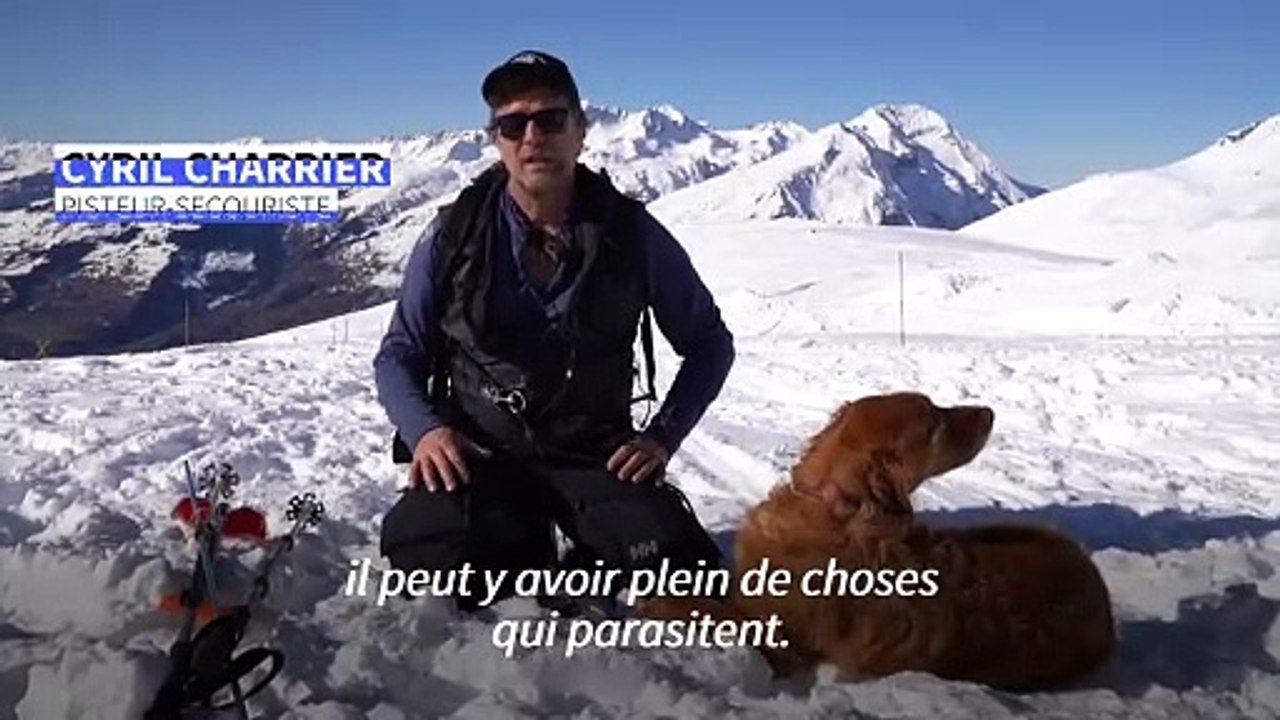 Les chiens d'avalanche à l'entraînement avant la déferlante des vacanciers