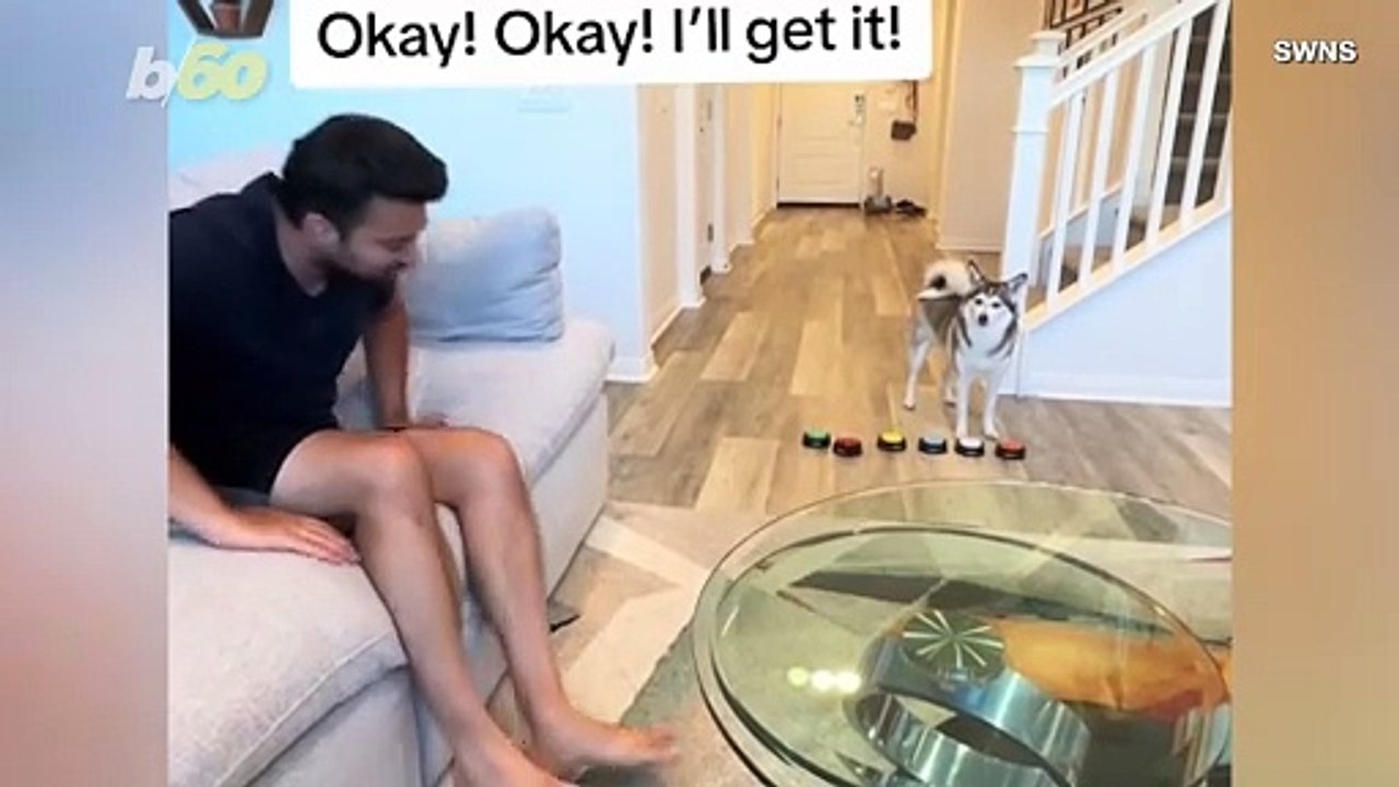 This Dog Actually Bosses This Woman’s Husband Around! It’s So Funny You Have To Watch