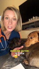 Les VOLS de CHIENS EXPLOSENT !!!