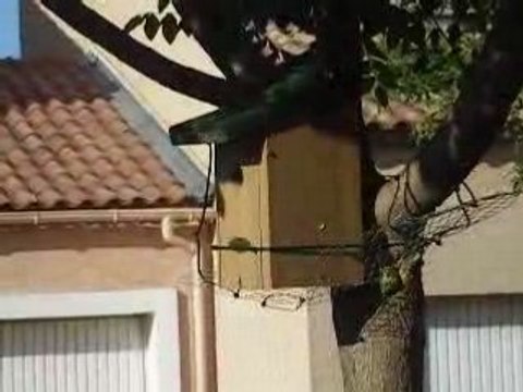 Mésange entre dans le nichoir