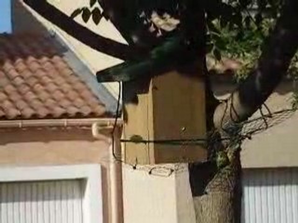 Mésange entre dans le nichoir